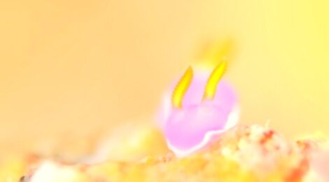 ラベンダーウミウシ　　