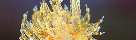 タマガワコヤナギウミウシフィーバー中 芸術はウミウシだぁ!