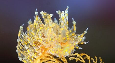 タマガワコヤナギウミウシフィーバー中　芸術はウミウシだぁ！