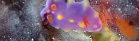 ちびミアミラ、黒クマ、マッチボウミノ、ゴマちゃん