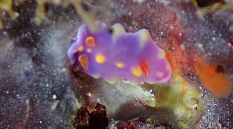 ちびミアミラ、黒クマ、マッチボウミノ、ゴマちゃん