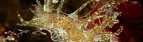 アミメイバラウミウシ