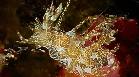 アミメイバラウミウシ