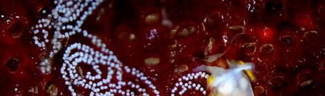 カンナツノザヤ、ピカチュウ、アミメイバラ、ゴマちゃんほか沢山