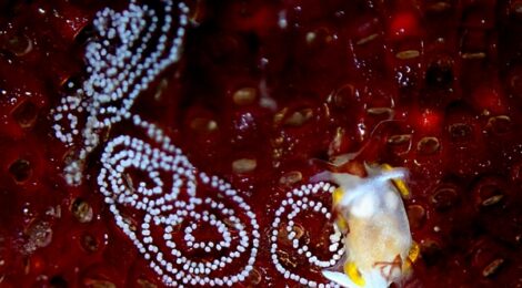 カンナツノザヤ、ピカチュウ、アミメイバラ、ゴマちゃんほか沢山