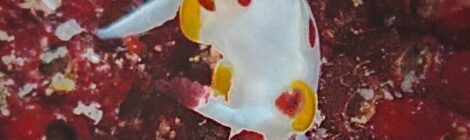 「ちょびひげツガル」　外海は完全穏やかでした