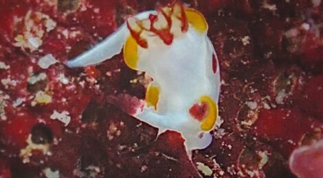 「ちょびひげツガル」　外海は完全穏やかでした