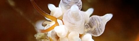 いっぱいウミウシダイブ