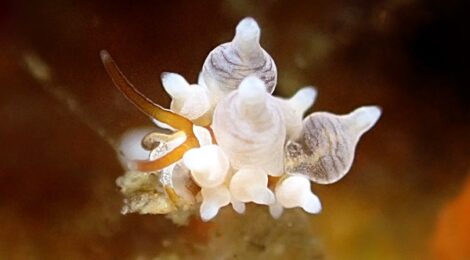 いっぱいウミウシダイブ