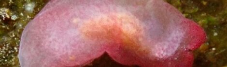 面白くなってきたあ