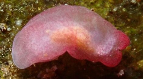 面白くなってきたあ