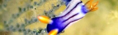 超穏やかな大瀬崎