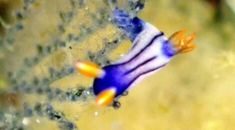 超穏やかな大瀬崎