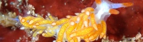 水温が下がってきました❤　ミノ系増えてます