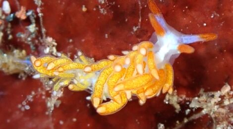 水温が下がってきました❤　ミノ系増えてます