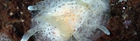 ナガヒゲイバラ 黒クマ ゴマちゃん