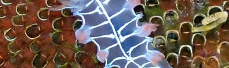 ピンクのオセザキホクヨウウミウシ登場