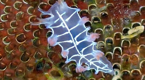 ピンクのオセザキホクヨウウミウシ登場