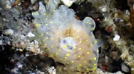 ウミウシ祭り　クマドリカエル白も登場、黒も健在