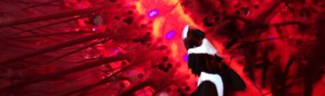 センネンダイの幼魚