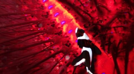 センネンダイの幼魚