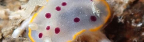 うみうし増えてきた！シラライロ、ゴマちゃん、イトクズ、黒クマ