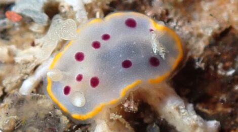 うみうし増えてきた！シラライロ、ゴマちゃん、イトクズ、黒クマ