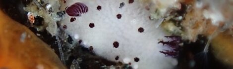 白ゴマ、黒クマ、黄ゴマ