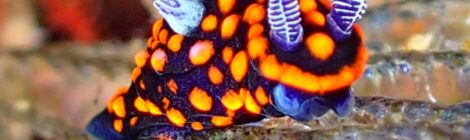 トサカリュウグウウミウシ