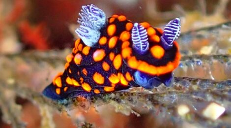 トサカリュウグウウミウシ