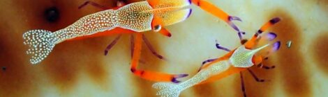 ウミウシもエビも！