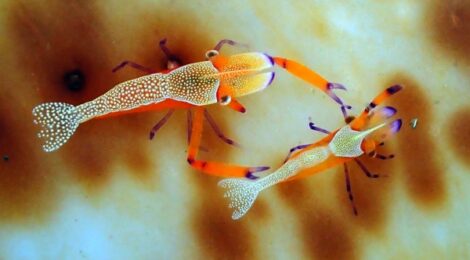 ウミウシもエビも！