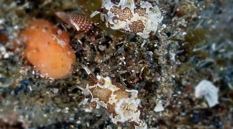 カゴメウミウシ　湾内３本じっくりねちねちウミウシ