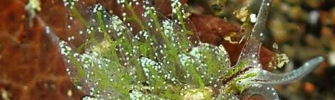 シロモウミウシ　ゴマ3　