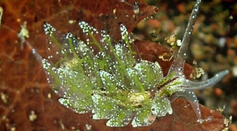 シロモウミウシ　ゴマ3　