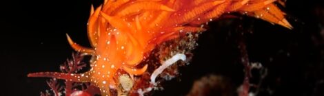 煉獄さん　ゴマちゃん4個体　オセホク　クマドリミノ