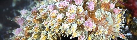 コヤナギウミウシ属の一種、マッチボウミノウミウシ