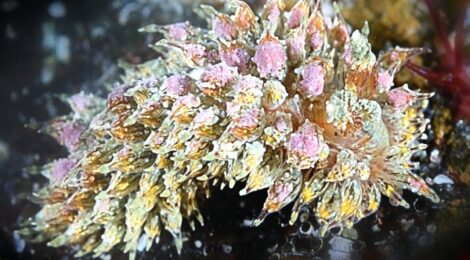 コヤナギウミウシ属の一種、マッチボウミノウミウシ