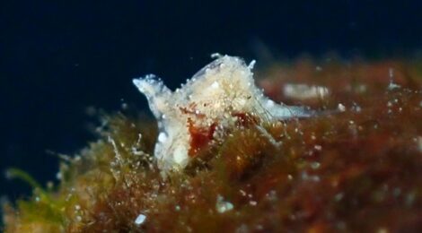 マメツブウミコチョウ　ウミウシ増えた！