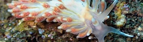 正体不明！！！