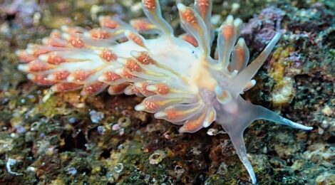 正体不明！！！