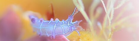 久しぶりのオセザキホクヨウウミウシ登場