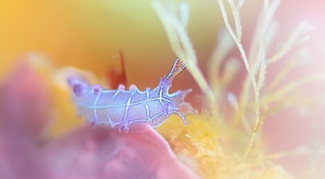 久しぶりのオセザキホクヨウウミウシ登場