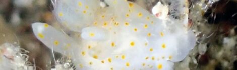 オセミズタマウミウシ