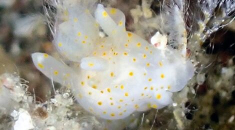 オセミズタマウミウシ