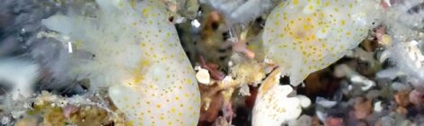 オセミズタマウミウシ　湾内はカンナツノザヤ＆ツノザヤの楽園です