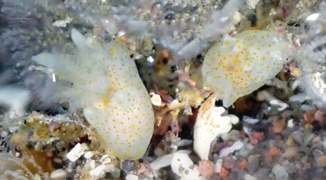 オセミズタマウミウシ　湾内はカンナツノザヤ＆ツノザヤの楽園です