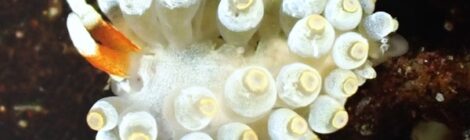 カトリオーナ・オセザキエンシス