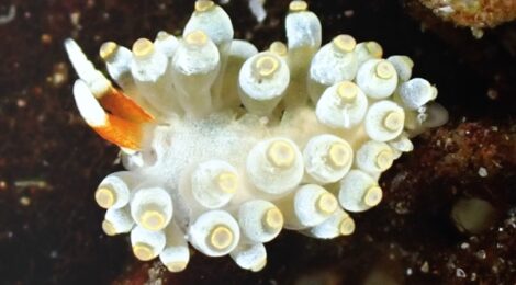 カトリオーナ・オセザキエンシス