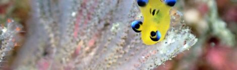 ちびピカ、美しい紫のシムランス